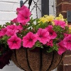 Hanging Baskets