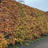 Hedge Trimming